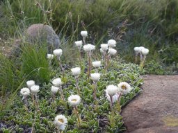 Helichrysum ecklonis flowering white